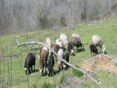 sheep.jpg